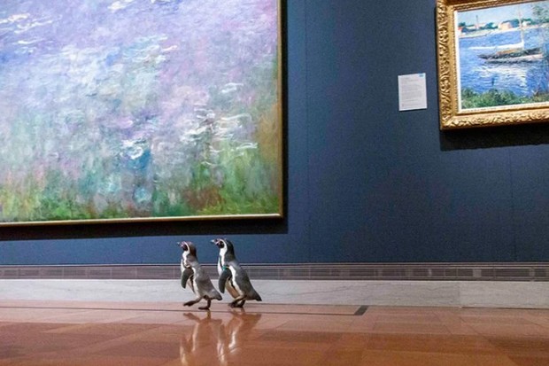 Pinguins passeiam por museu de arte para fugir do tédio da quarentena (Foto: Divulgação)