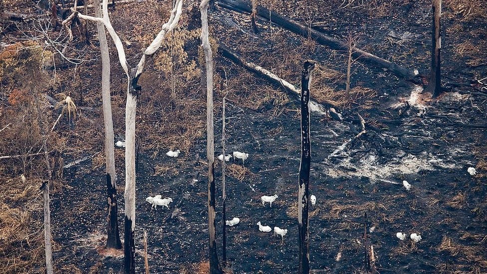 Caos fundiário ajuda a explicar avanço do desmatamento na região (Foto: CHRISTIAN BRAGA | GREENPEACE)