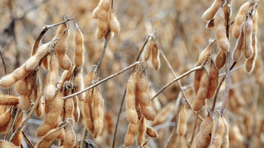 China expandirá teste de aplicação industrial de milho e soja transgênicos