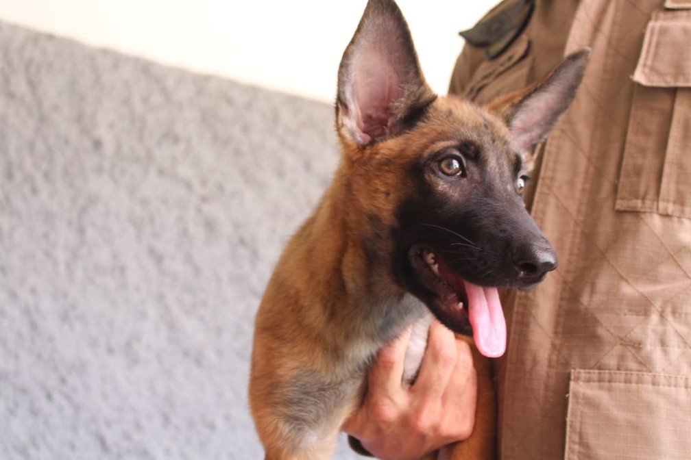 Animal vai conviver junto com os outros cães do canil dos bombeiros — Foto: Corpo de Bombeiros-MT/Assessoria