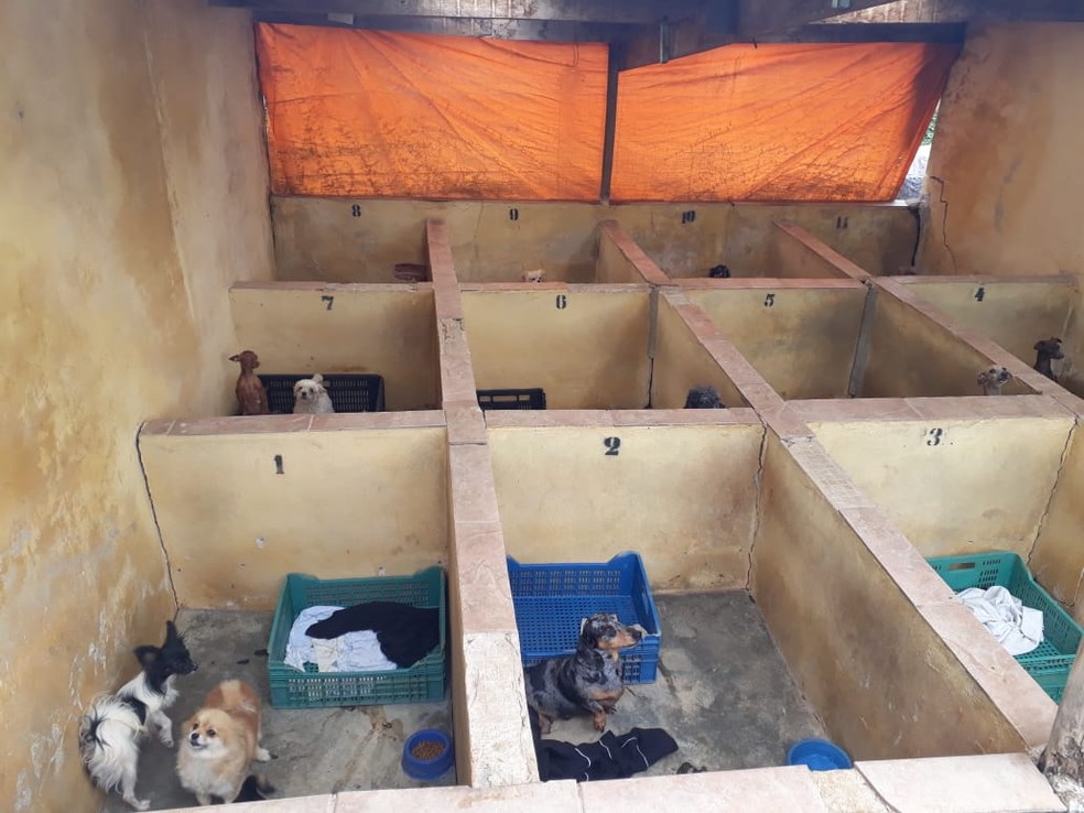 Polícia encontra canil com cerca de mil cães em situação de maus-tratos em Piedade — Foto: Divulgação/PM