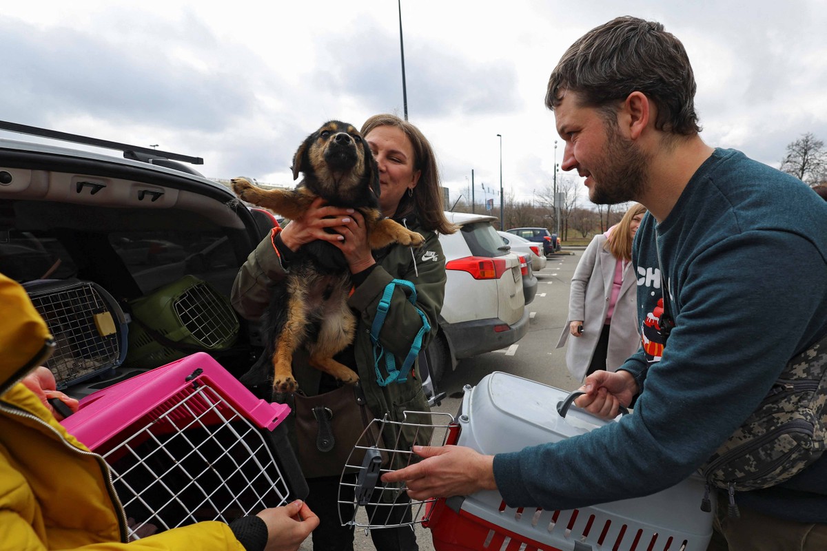 Cães e gatos abandonados na Ucrânia são resgatados e levados para a Rússia |  Animais de estimação