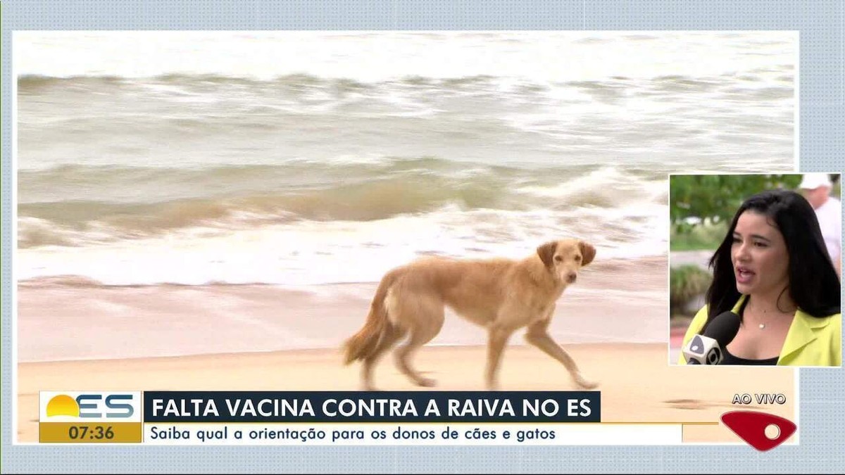 Vacina contra raiva para cães e gatos está em falta no ES Espírito Santo G1