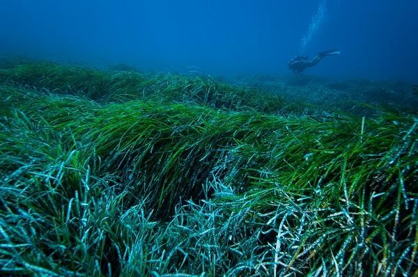 Posidônia oceânica é capaz de recolher materiais plásticos no fundo do mar (Foto: Jordi Regàs)