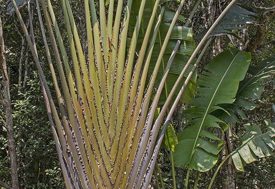 Raizes & Folhas - A Ravenala (Ravenala madagascariensis) é