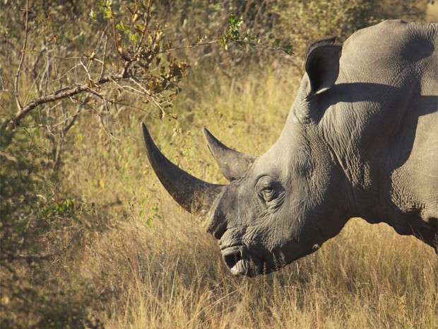 Rinoceronte que vive no Parque Nacional Kruger, na África do Sul. Ao menos 588 deles foram mortos neste ano (Foto: Divulgação/Universidade de Virgínia)