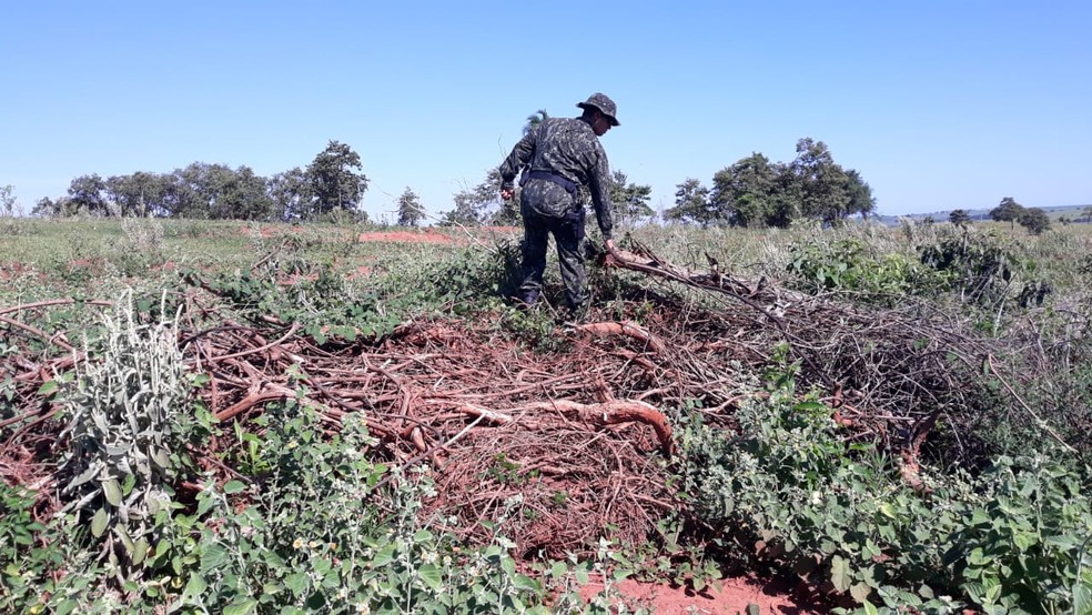 Imagens de satélite indicaram a derrubada de árvores em fazenda em Caiuá — Foto: Polícia Militar Ambiental