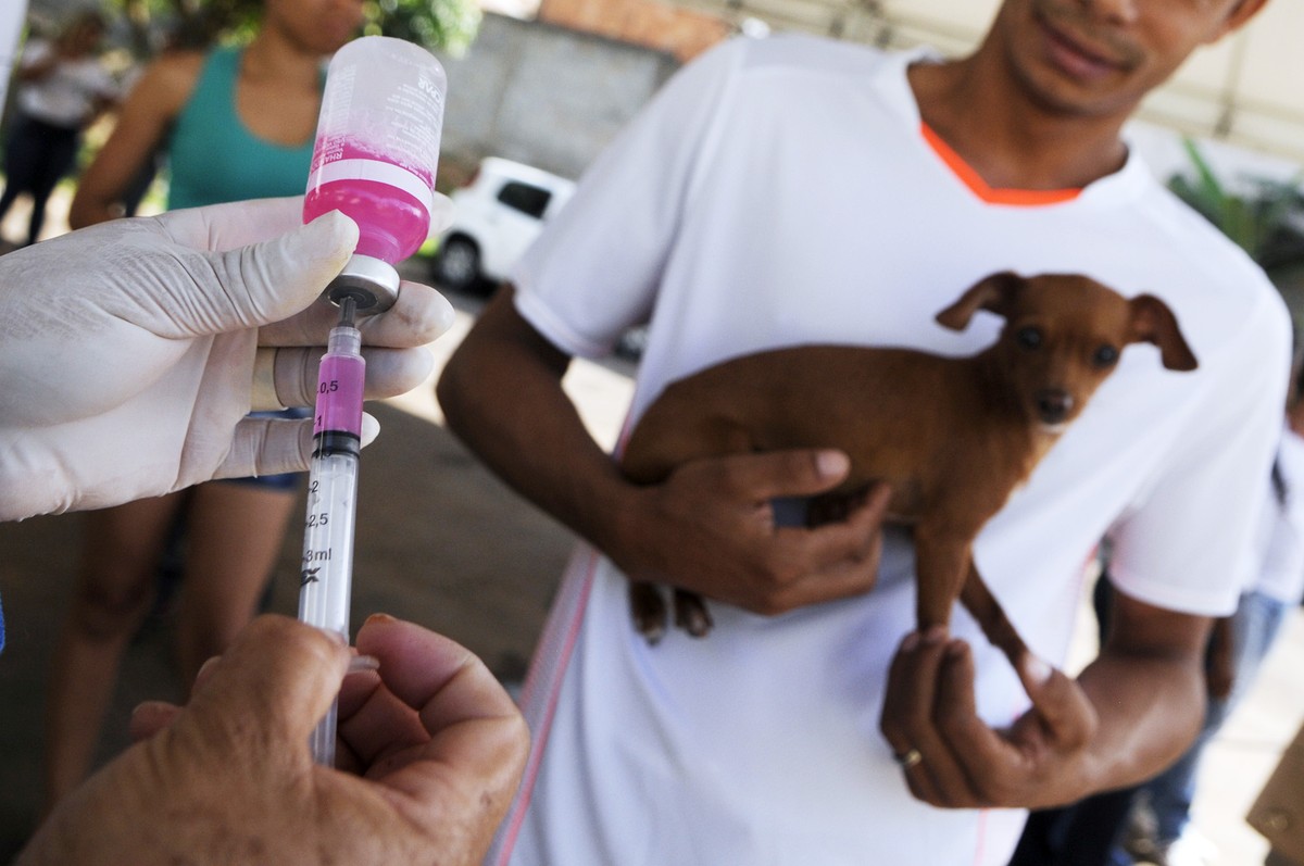 Hortolândia inicia campanha de vacinação antirrábica neste sábado; veja ...
