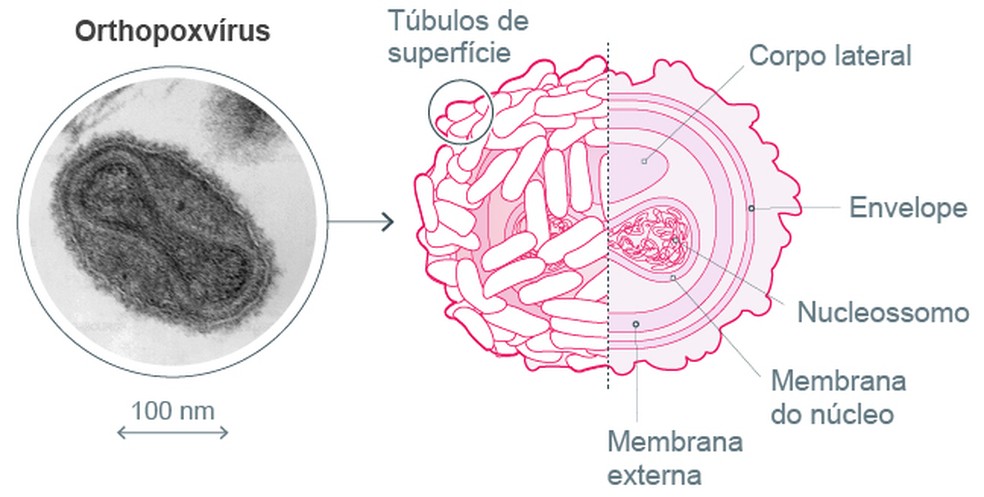 Anatomia do virús — Foto: Editoria de arte
