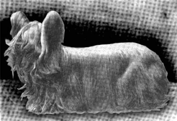 Ilustração de um Paisley Terrier no livro 