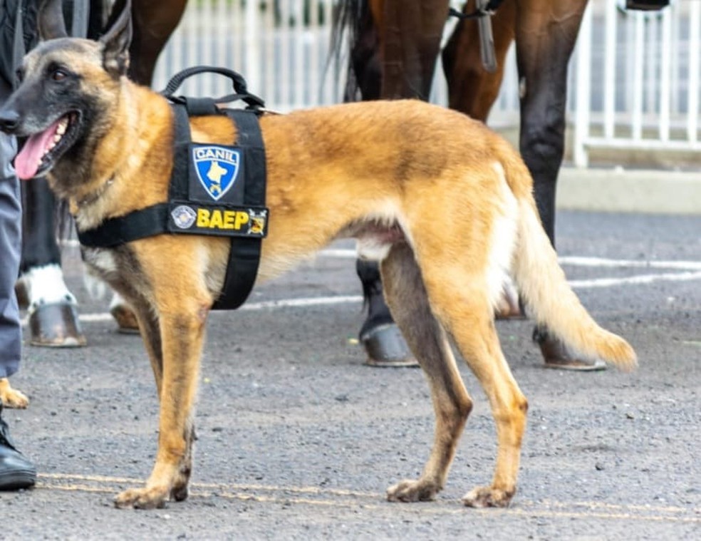 Cão faz parte do plantel do 9° Batalhão de Ações Especiais (BAEP) de Rio Preto  — Foto: Divulgação/Polícia Militar 