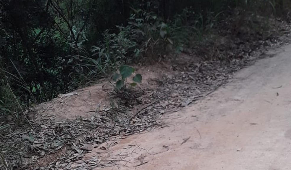 Corpo decapitado foi encontrado em Itupeva (SP) — Foto: Guarda Municipal/Divulgação