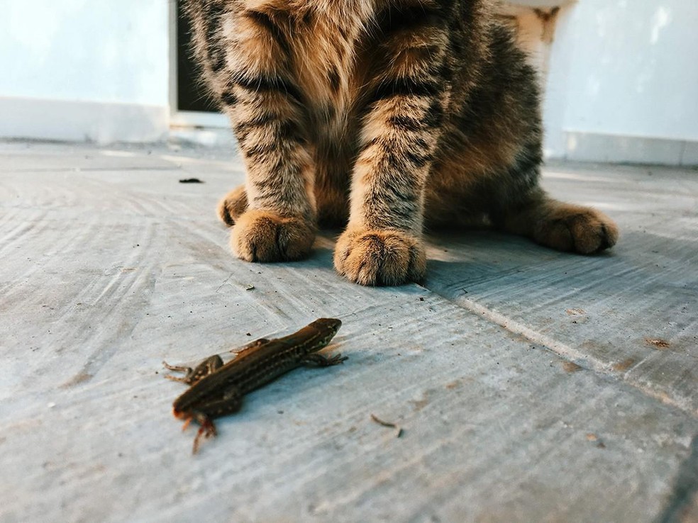 O comportamento é alarmante porque as presas podem transmitir doenças para os animais e seus tutores — Foto: Unsplash/ Davide Perrone/ Creative Commons