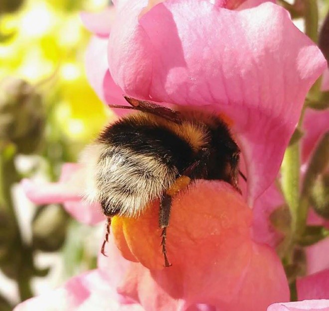 Em todo o mundo, existem 25.000 tipos diferentes de espécies de abelhas (Foto: Reprodução / imgur)