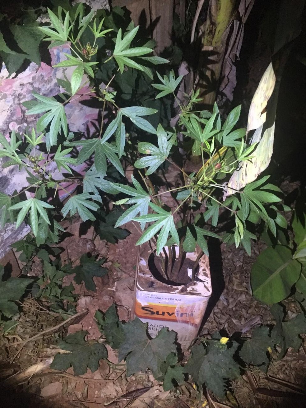 Pé-de-maconha apreendido na casa — Foto: PM/Divulgação