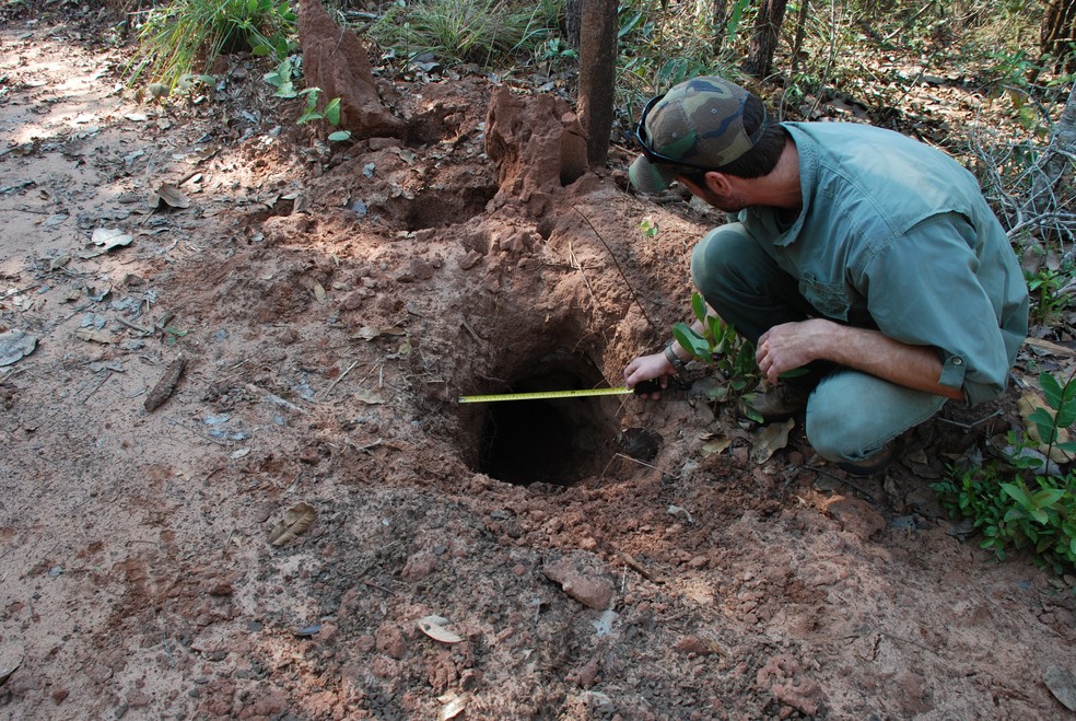 Pesquisadores continuarão investigando a situação do tatu-canastra no Cerrado e buscam mudar a conservação do bioma a partir do andamento do estudo — Foto: Instituto de Conservação de Animais Silvestres/Acervo