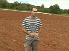 Em MG, seca e calor prejudicam a produção de morangos