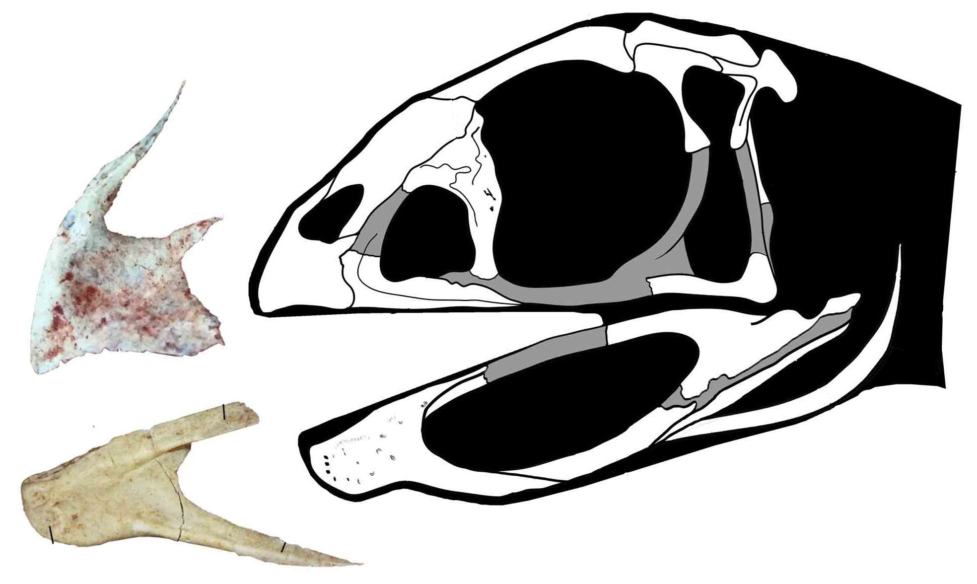 Berthasaura leopoldinae é o primeiro dinossauro edêntulo da América do Sul (Foto: Divulgação)