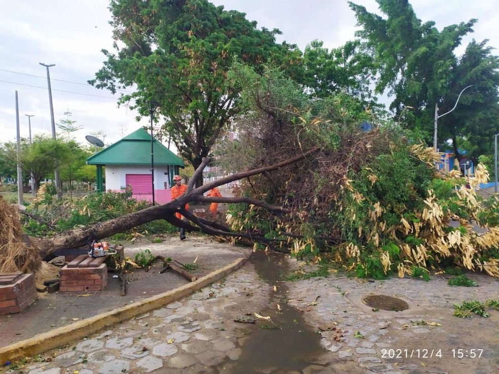 Árvore caiu sobre rotatória e obstruiu via que liga Sobral a Massapê — Foto: Corpo de Bombeiros