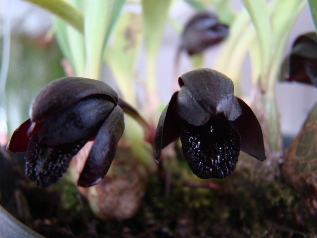 Orquídea negra: conheça uma das flores mais exóticas e nativa do Brasil -  Casa e Jardim | Plantas