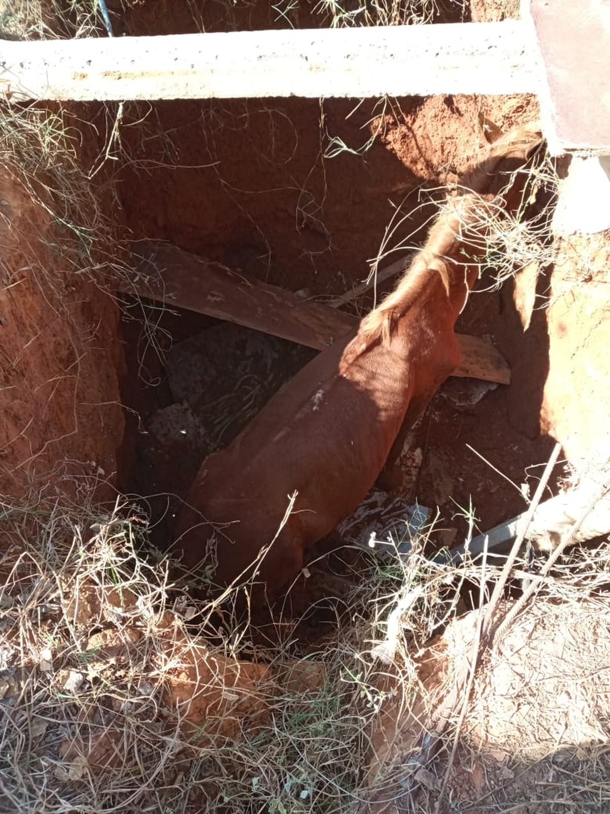 Cavalo cai em buraco de 2 metros e é resgatado pelos bombeiros, em Montes Claros