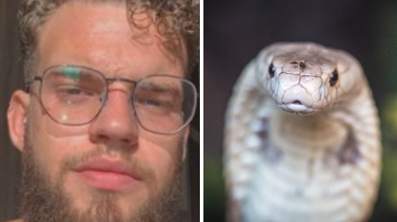 Caso naja: jovem picado por cobra não precisará pagar despesas do Zoológico de Brasília, decide Justiça