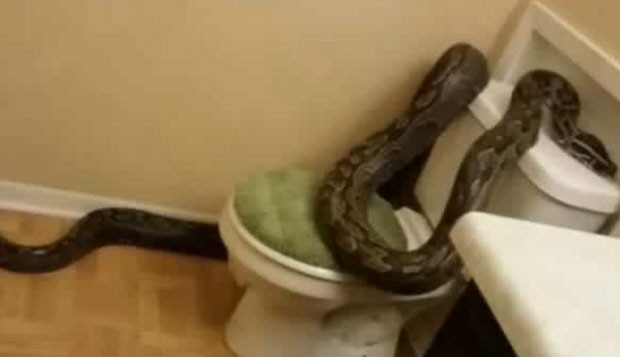 Após meses desaparecida, serpente Píton de mais de 4 metros é resgatada no  Texas