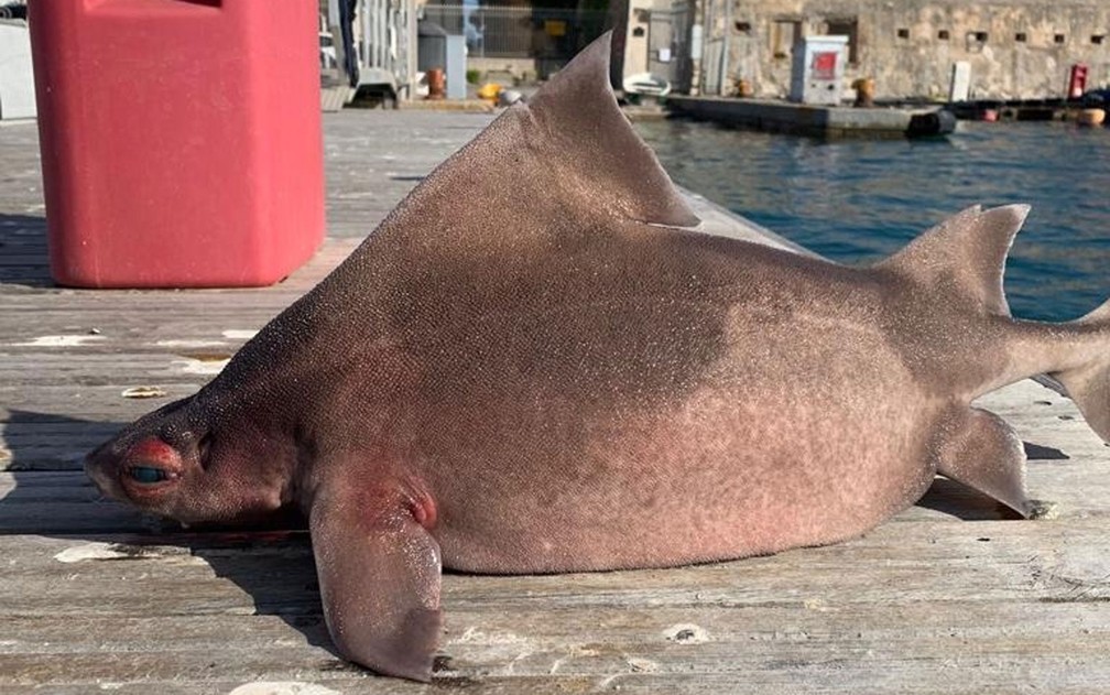 Tubarão-áspero-angular (Oxynotus centrina) encontrado no Mar Mediterrâneo, próximo à ilha de Elba — Foto: Reprodução/Facebook/Isola d'Elba App