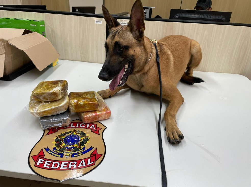 Drogas foram sentidas por cães farejadores da Polícia Federal — Foto: Divulgação