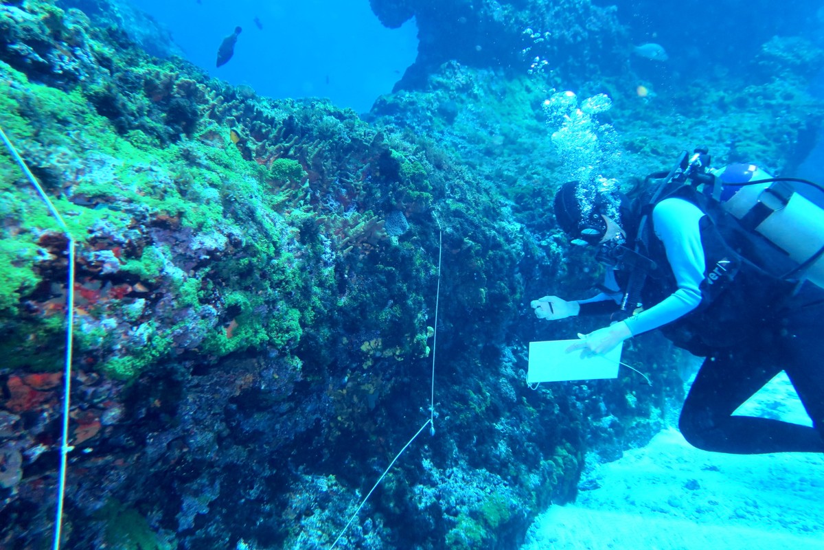 Research analyzes the seabed in Fernando de Noronha to identify causes of changes in species