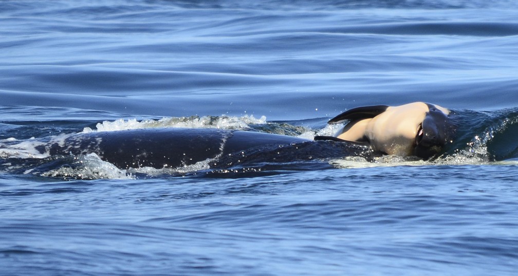 Orca carrega seu filhote morto em imagem feita no dia 24 de julho. No dia 8 de agosto ela foi vista novamente, ainda carregando o filhote morto. — Foto: Michael Weiss/Center for Whale Research via AP
