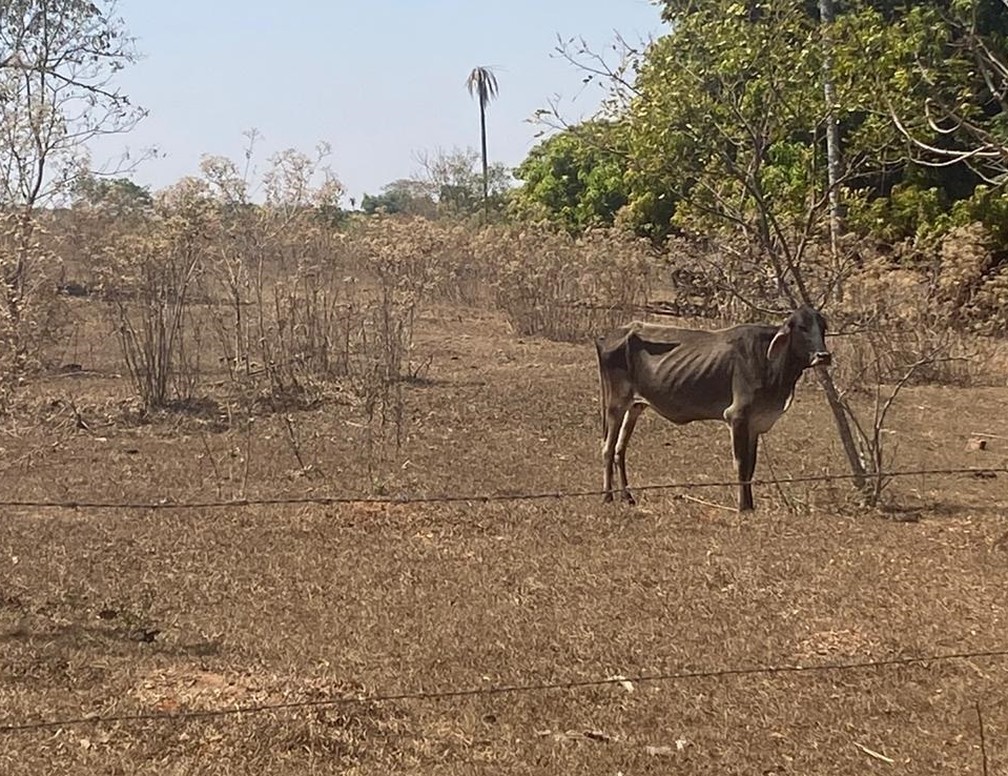Gado foi encontrado em pasto seco em propriedade rural de Urupês — Foto: Arquivo Pessoal