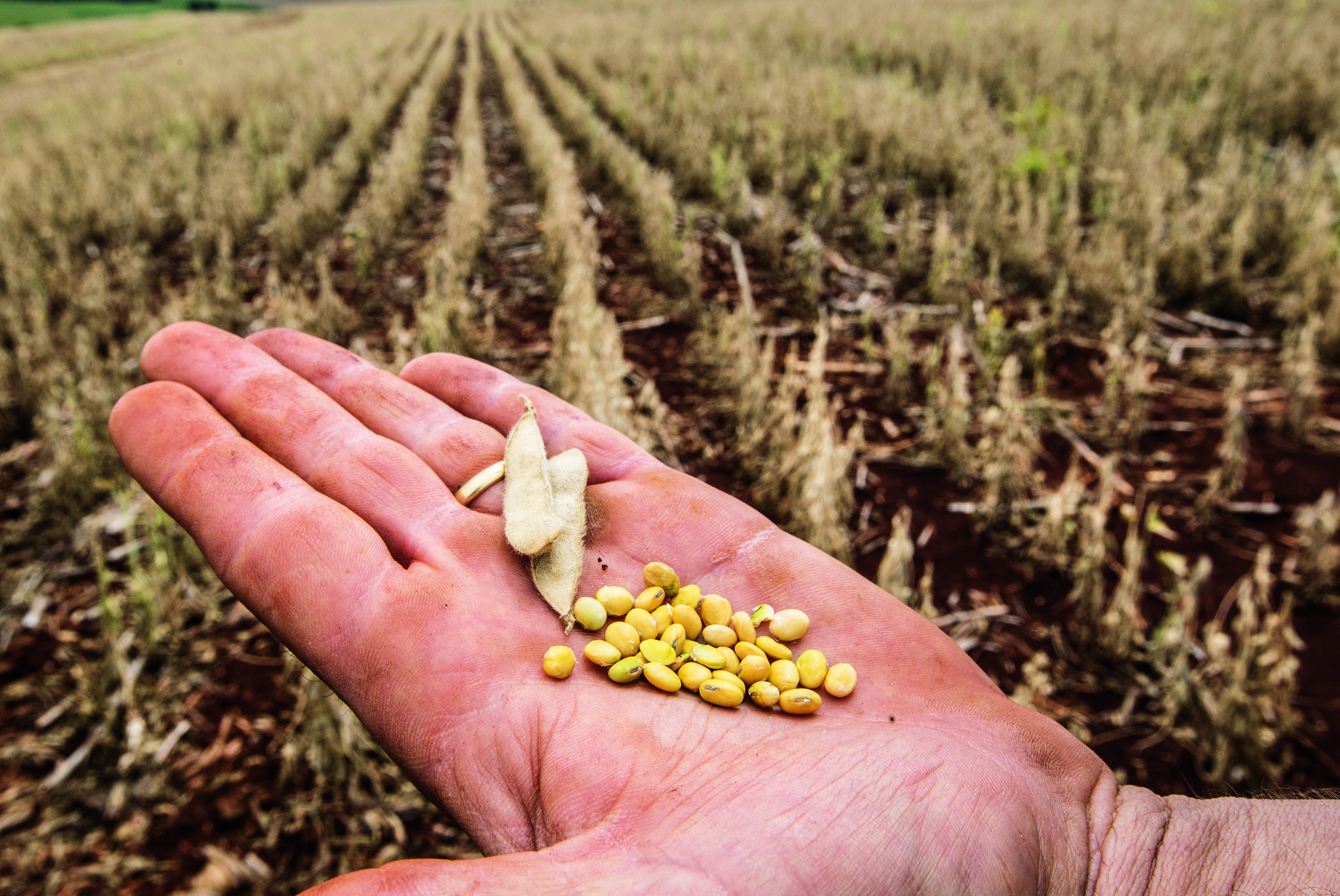 PRODUTIVIDADE: Os produtores vão colher 45 sacas de soja por hectare no Paraná, volume 28,5% menor que o esperado (Foto: Sergio Ranalli)