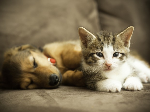 Dicas para quem vai adotar um pet (Foto: Getty Images)