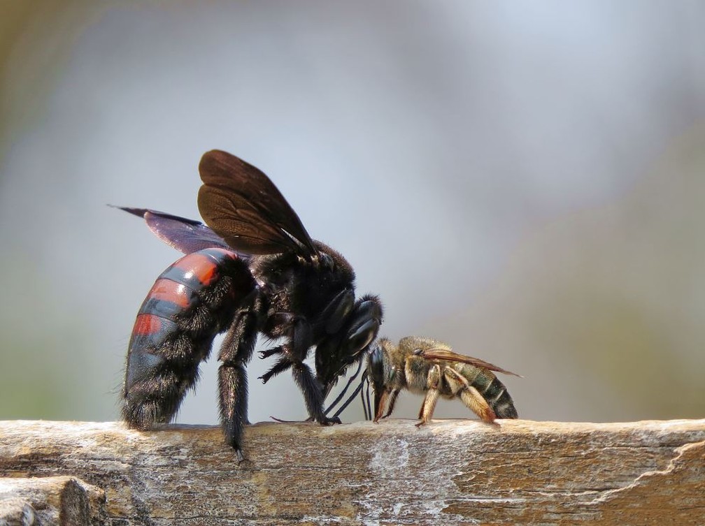 Mamangavas são polinizadoras eficientes e representadas por mais de 50  espécies no Brasil | Terra da Gente | G1