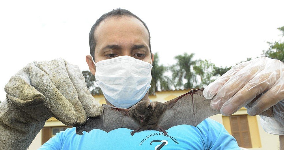 Morcegos sÃ£o transmissores do vÃ­rus da raiva; Prefeitura de Ubatuba diz que fez aÃ§Ã£o de captura (Foto: DivulgaÃ§Ã£o)