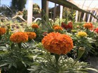 Agricultores do sul do RS estão satisfeitos com o cultivo de flores