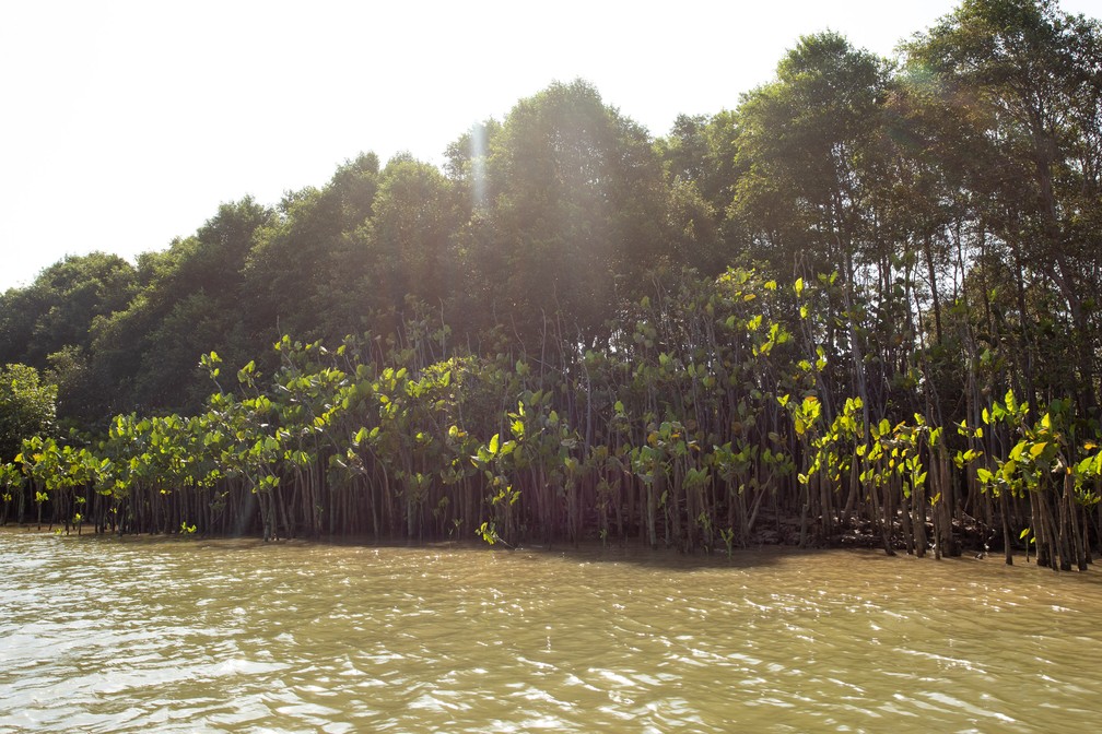 Navegação pelo Rio Parnaíba é sinônimo de contemplação da natureza — Foto: Celso Tavares/G1