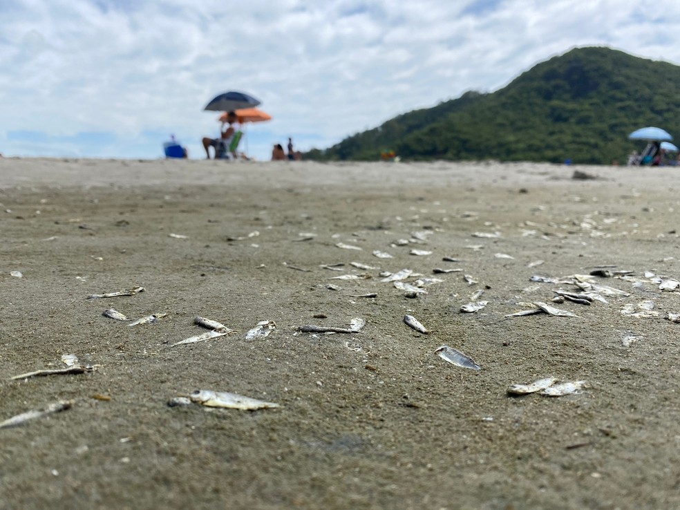 Peixes mortos na areia da Barra Sul na Praia Central de Balneário Camboriú na manhã desta quinta-feira (5) — Foto: Felipe Salles/NSC TV