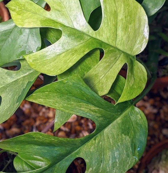 Raphidophora Tetrasperma variegata (Foto: Reprodução/instagram)