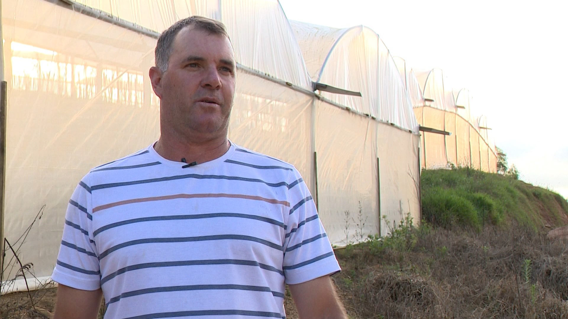 Produtores passam a cultivar tomate, pimentão e flores em estufas para reduzir perdas nas lavouras no ES