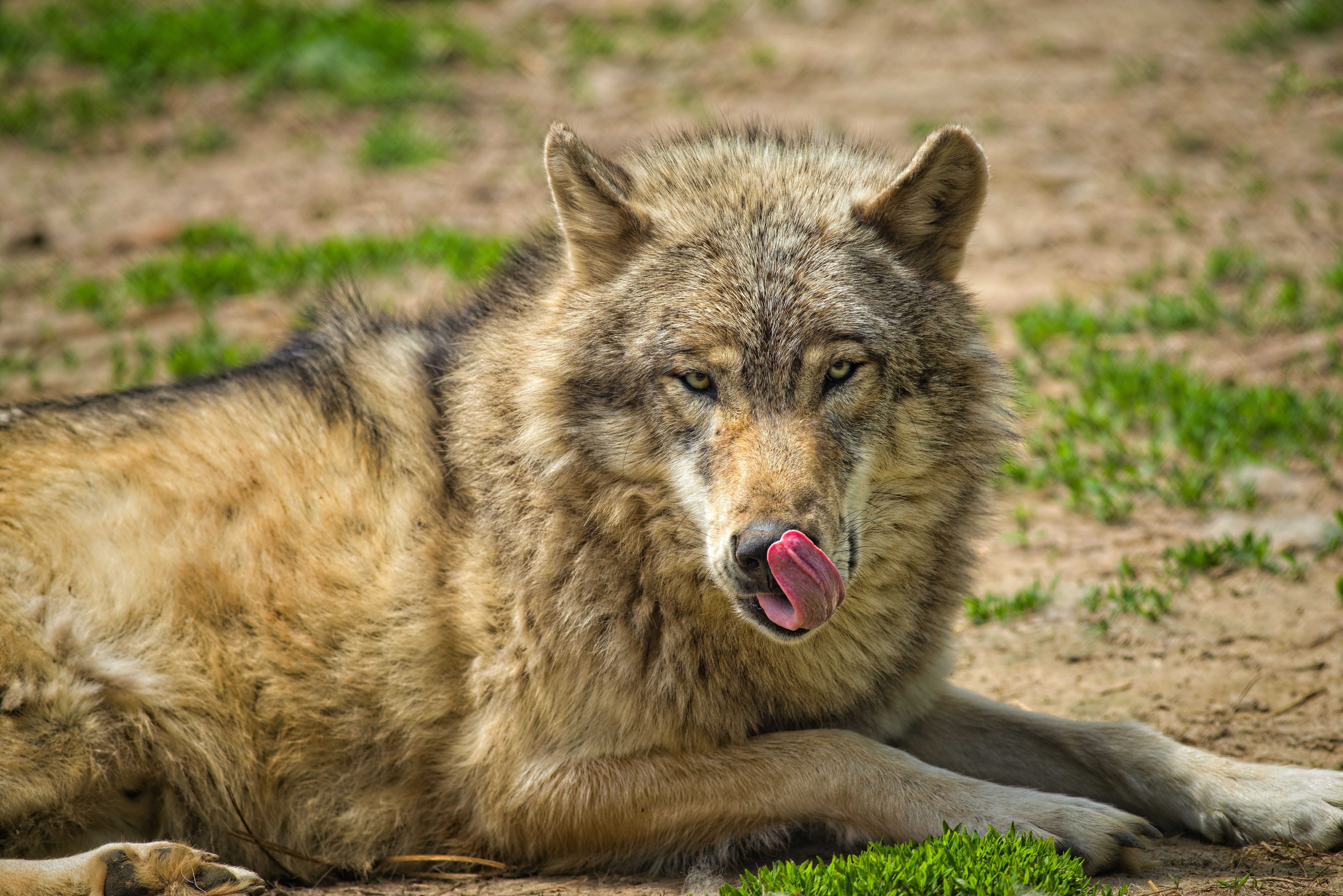 Dar restos de carne para lobos teria ajudado na domesticação de cães (Foto: Pexels)
