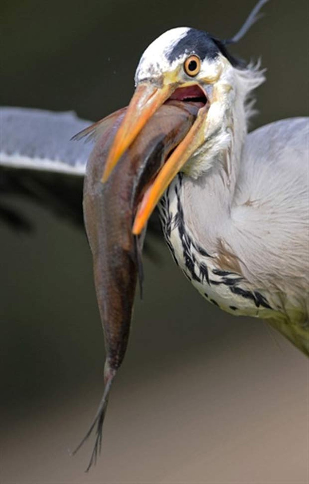 Cientistas Explicam Por Que As Aves Nao Tem Dentes Nos Bicos Natureza G1 Lá na casa da galinha pintadinha no quintal tem um monte de pintinhos tem aniversário quase todo dia é uma bangunça a casa a casa da galinha a galinha e o lá na casa da galinha pintadinha pra comer sempre forma uma fila um dois três quatro cinco seis sete oito nove o pião perdeu a vez a. as aves nao tem dentes nos bicos
