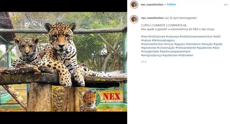 No Instagram, perfil do Next compartilha parte da rotina de animais e acumula quase 100 mil seguidores (Foto: Reprodução/Instagram via BBC News)