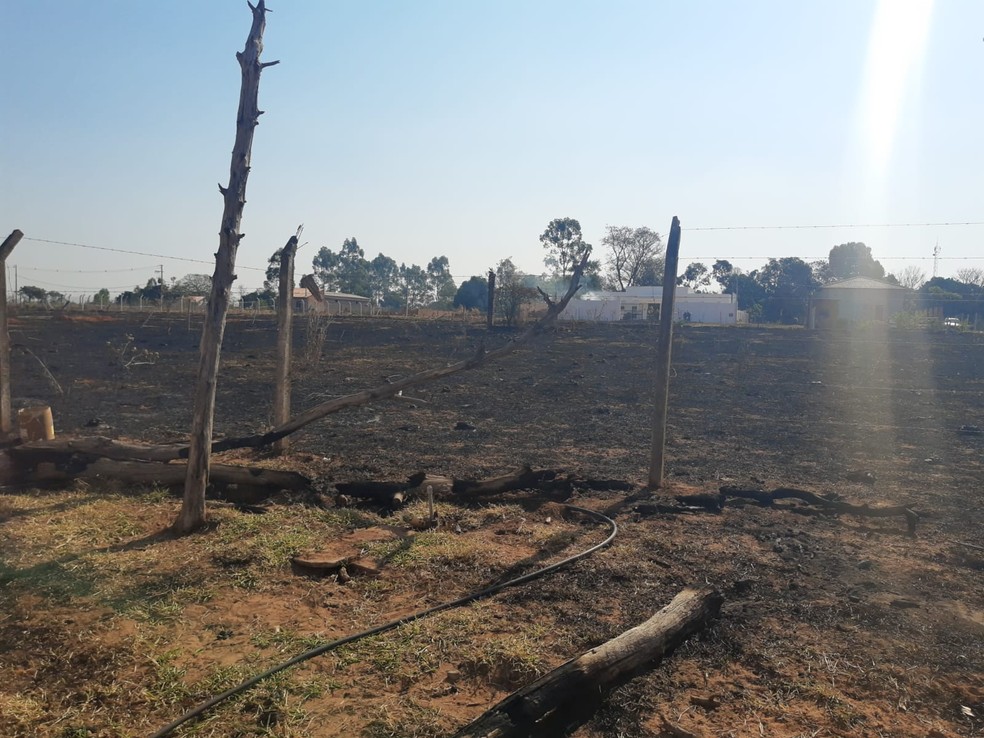 Fogo atingiu área de vegetação exótica em Tupã — Foto: Polícia Ambiental / Divulgação