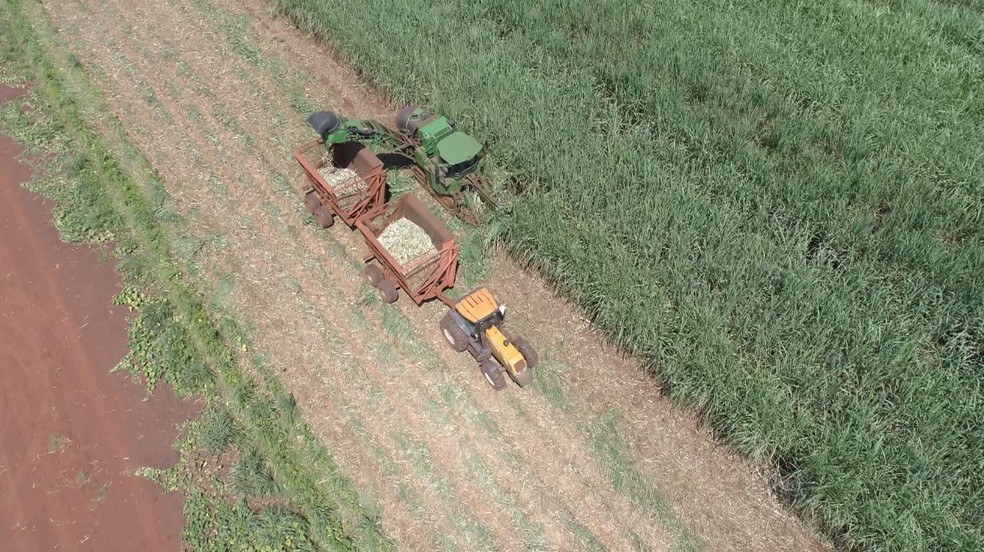 Plantação de cana-de-açúcar na região de Ribeirão Preto — Foto: Reprodução/EPTV
