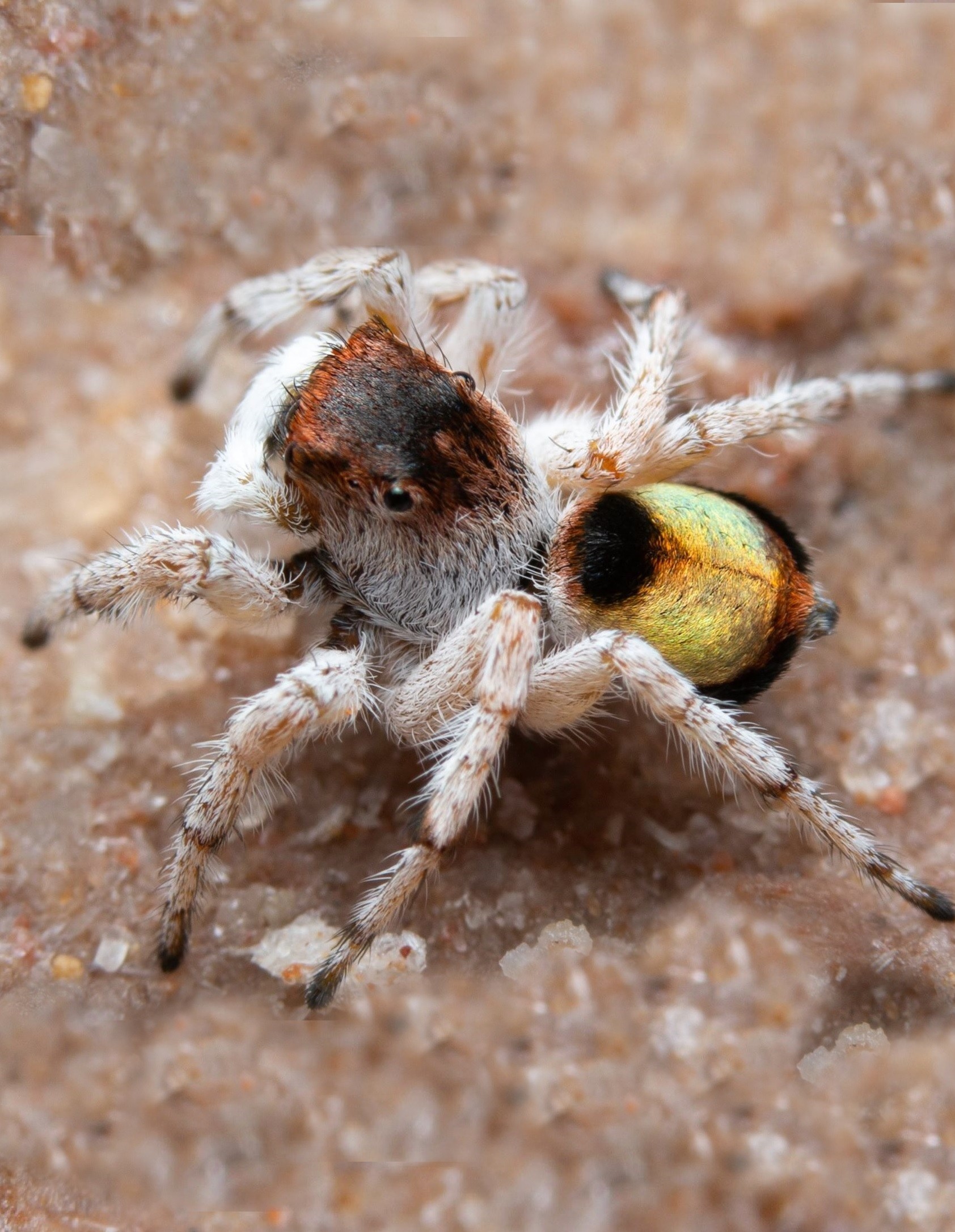 Aranha da espécie Maratus volpei, descoberta na Austrália (Foto: Divulgação/Museums Victoria)