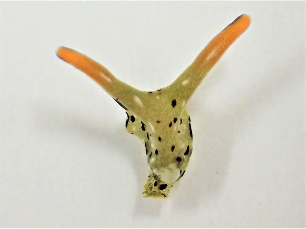 Cabeça decepada de uma lesma-do-mar Sacoglossa  (Foto: Divulgação/Sakaya Mitoh/Current Biology )
