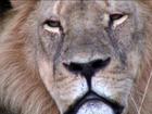 Morte de Cecil pressiona EUA para proteção de leões africanos