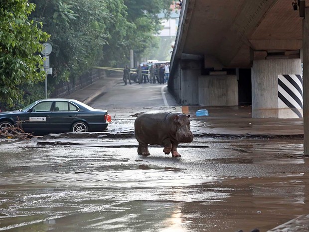 Hipopótamo anda por Tbilisi (Foto: Beso Gulashvili / AFP Photo)